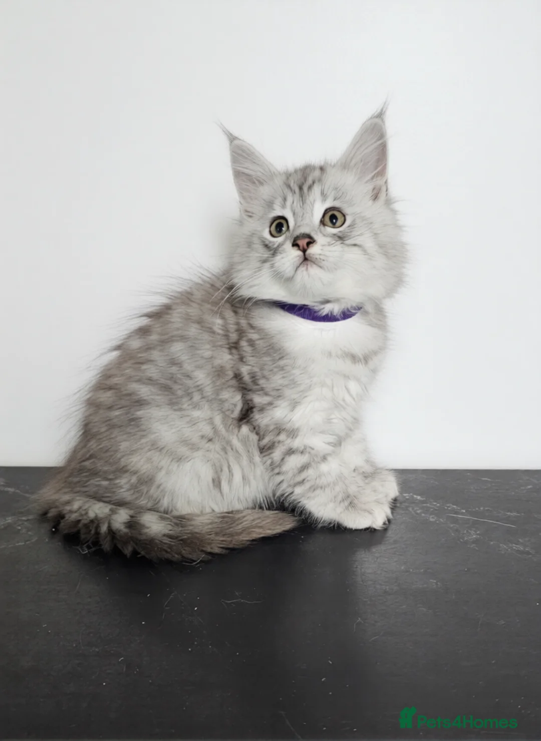 Maine Coon cats for sale: Maine Coon Shaded, Champion lines - Advert 4