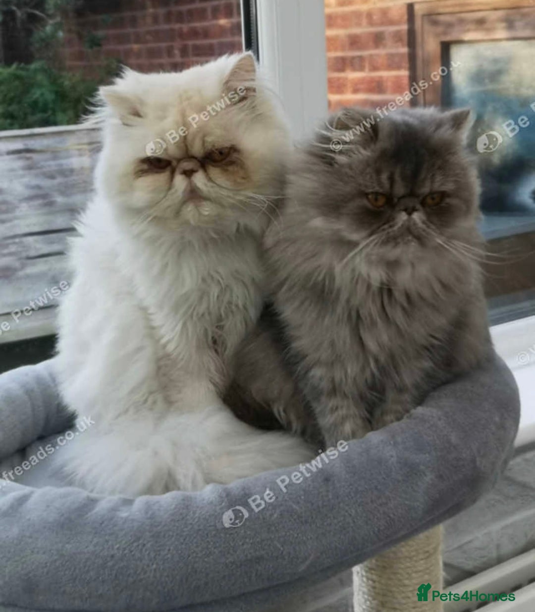 Persian cats for sale: Pure Persian pair  - Image 4