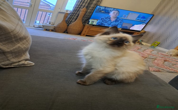 Ragdoll cats - Advert 3