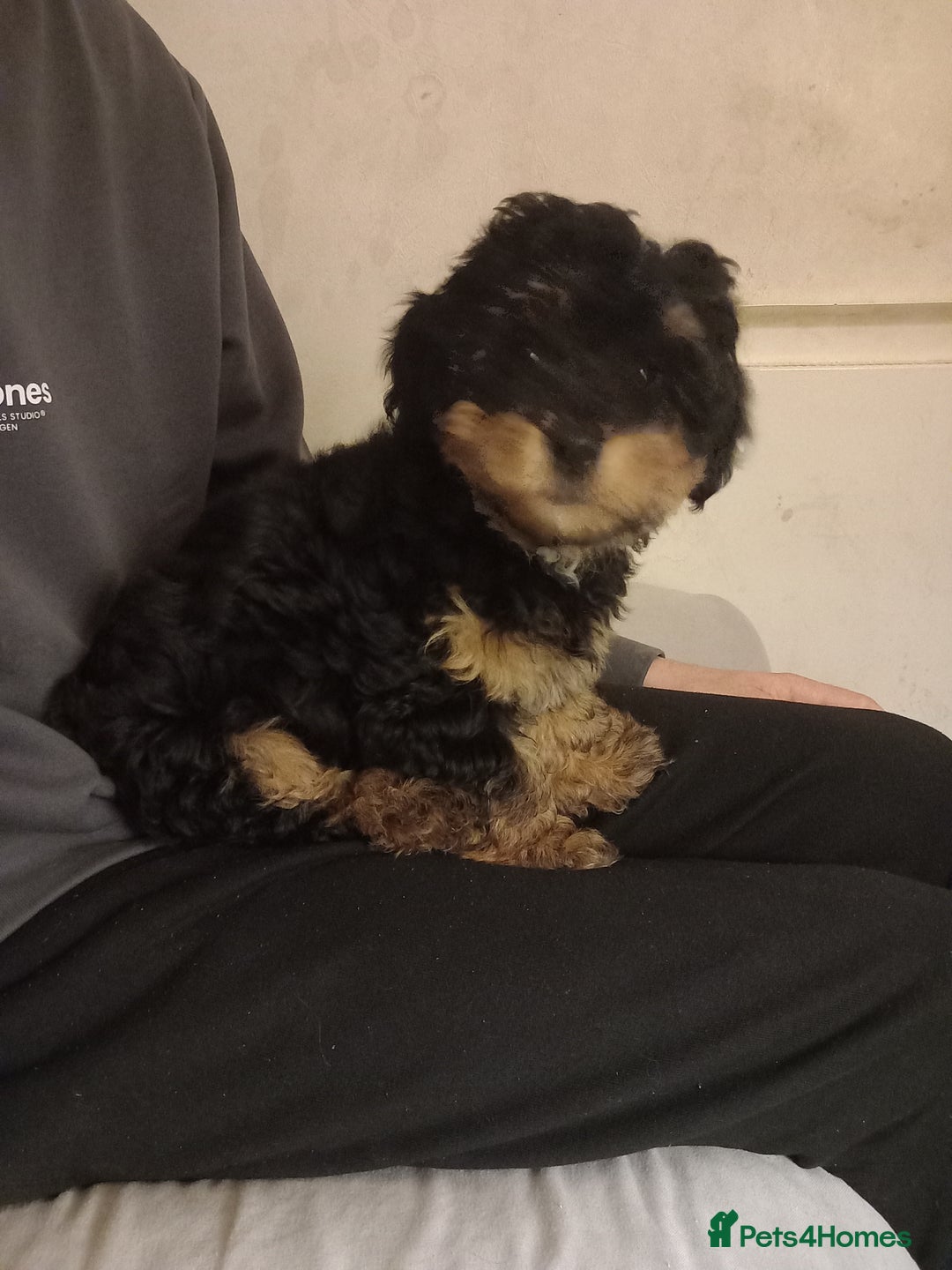 Mixed Breed dogs for sale: Jackapoo cross  - Advert 5