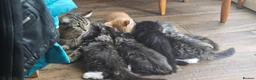 Mixed Breed cats for sale: Fluffy kittens for sale - Advert 3
