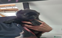 Pug dogs for sale: Stunning quality fluffy frug puppy - Image 4