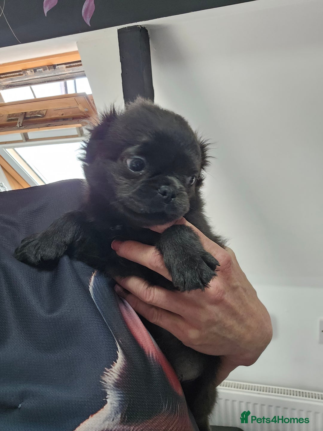 Pug dogs for sale: Stunning quality fluffy frug puppy - Image 4