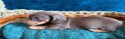 Miniature Dachshund dogs for sale: Beautiful Miniature Dachshund Puppies - Advert 23