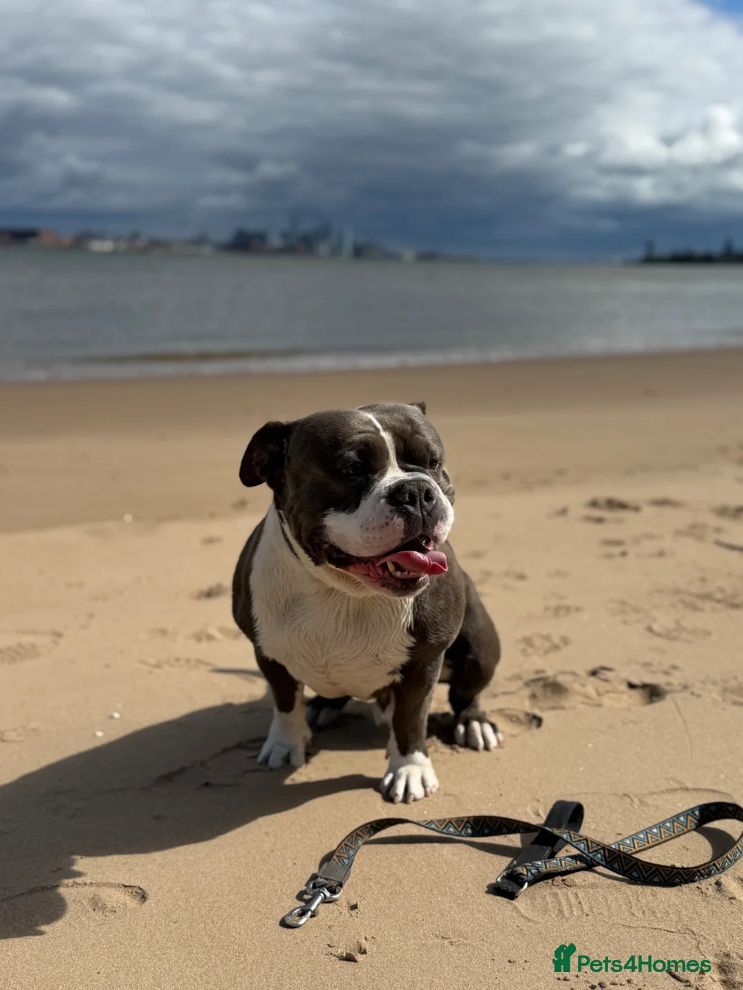 American Bully dogs for stud: Standard American Bully for Stud - Advert 2