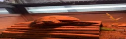 Tortoise reptiles for sale: Tortoise with set up and food - Advert 4