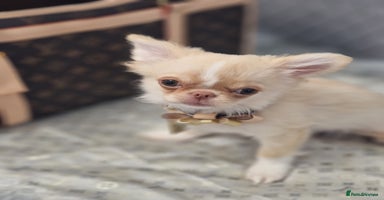 Chihuahua dogs - Advert 14