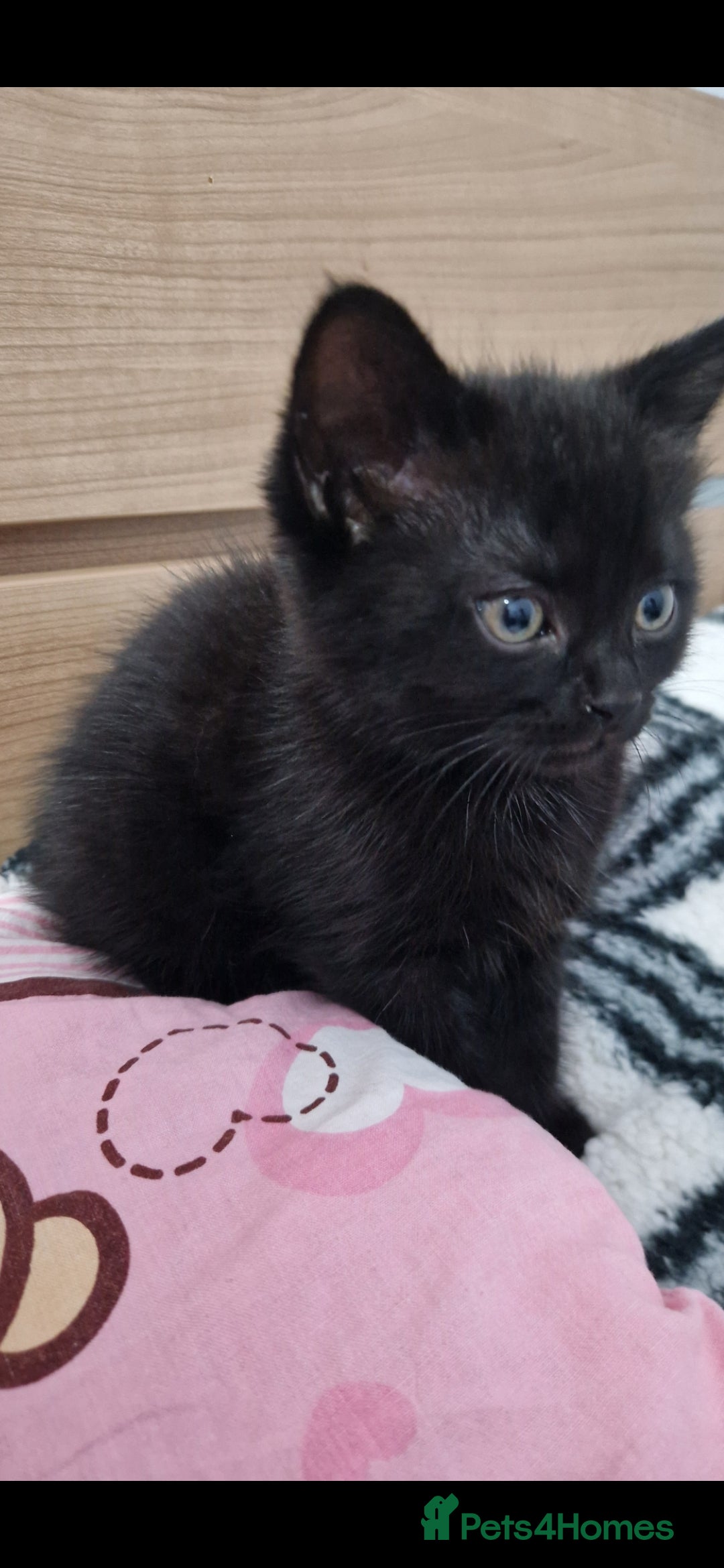 Mixed Breed cats for sale: Kittens - Advert 11