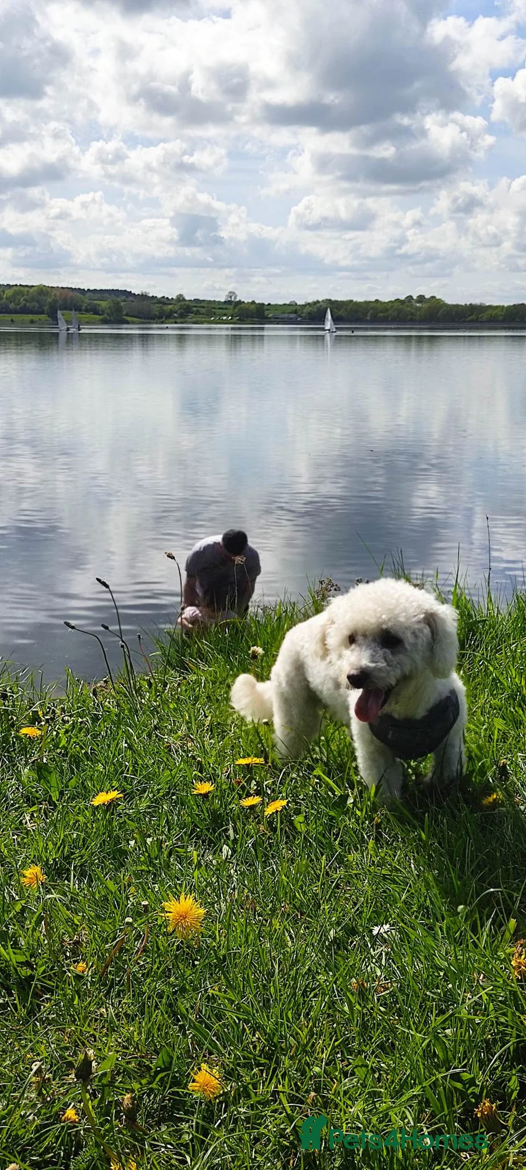 Bichon Frise dogs for sale: Bischon frise female - Advert 2