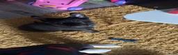 German Shepherd dogs for sale: German Shepherd  - Advert 1