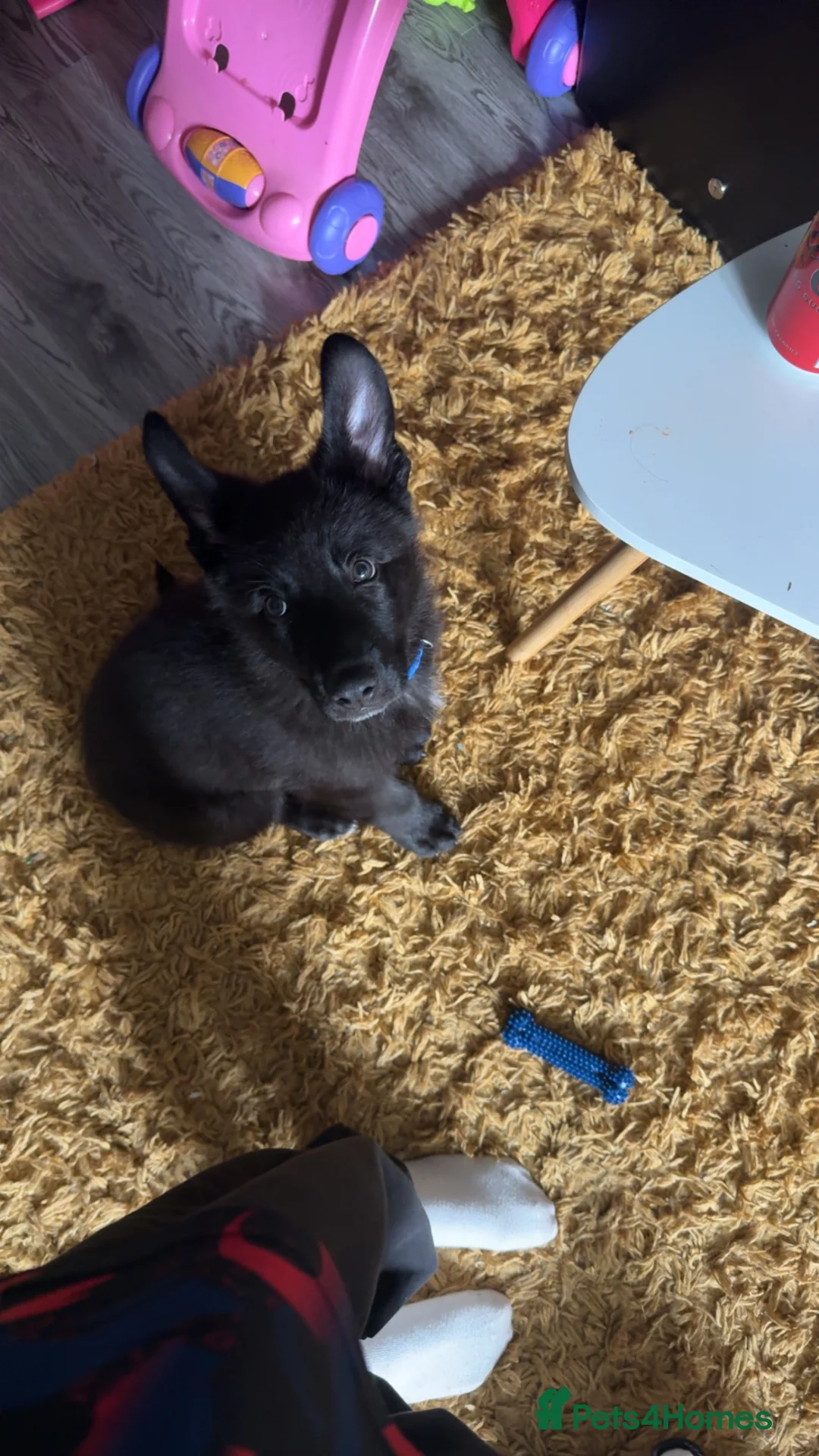 German Shepherd dogs for sale: German Shepherd  - Advert 1