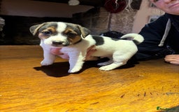 Jack Russell dogs for sale: Rough coated Jack Russell puppies  - Advert 3
