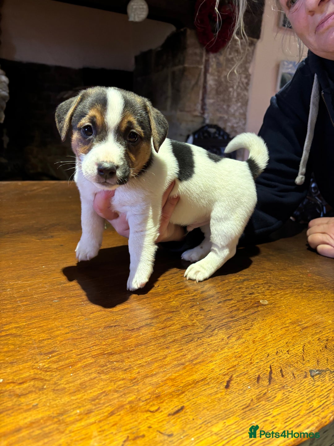 Jack Russell dogs for sale: Rough coated Jack Russell puppies  - Advert 3