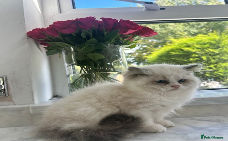 Ragdoll cats - Advert 4