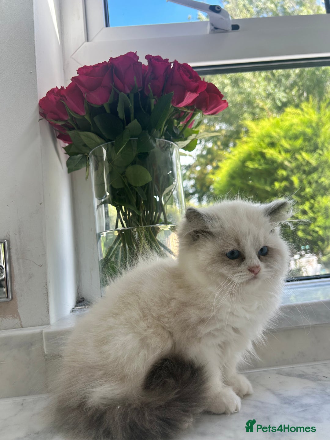 Ragdoll cats for sale: Chunky Kittens Available  - Image 1