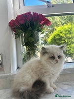 Ragdoll cats - Advert 3