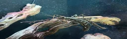Stick Insects invertebrates for sale: Sunny Stick Insects - Advert 5