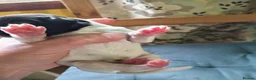 Springador dogs for sale: Beautiful springadors, 6 boys 2 girls. in Kirriemuir - Advert 6