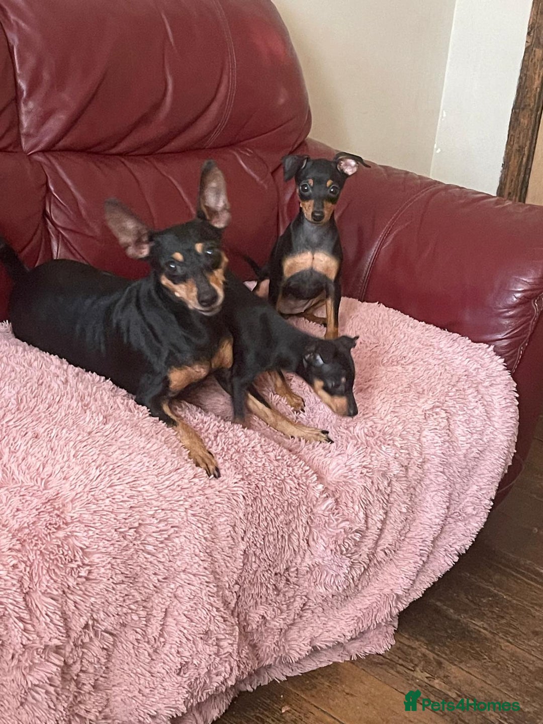 Miniature Pinscher dogs for sale: Beautiful Miniature Pinscher . - Advert 17