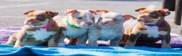 American Bully dogs for sale: ✨ Stunning ABKC Pocket Bully Puppies ✨ - Advert 11