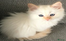 Mixed Breed cats for sale: Fluffy Flame point ragdoll kitten  - Image 1