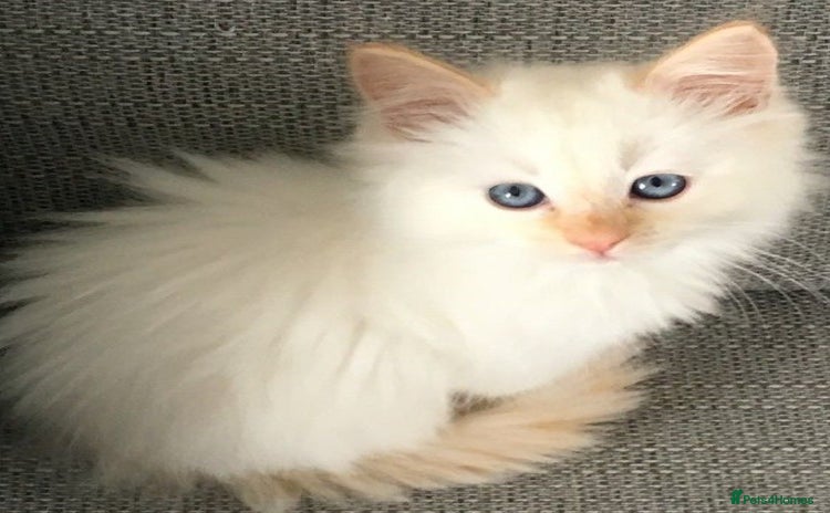Mixed Breed cats - Advert 1