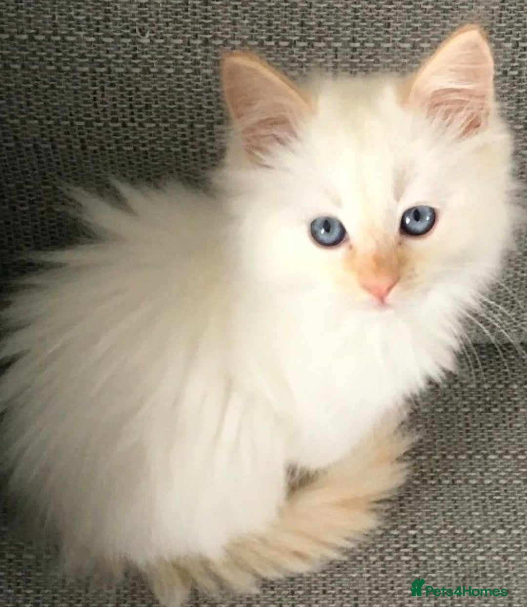 Mixed Breed cats for sale: Fluffy Flame point ragdoll kitten  - Image 1