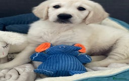 Golden Retriever dogs for stud: KC English Cream Golden Retriever Stud - Image 20