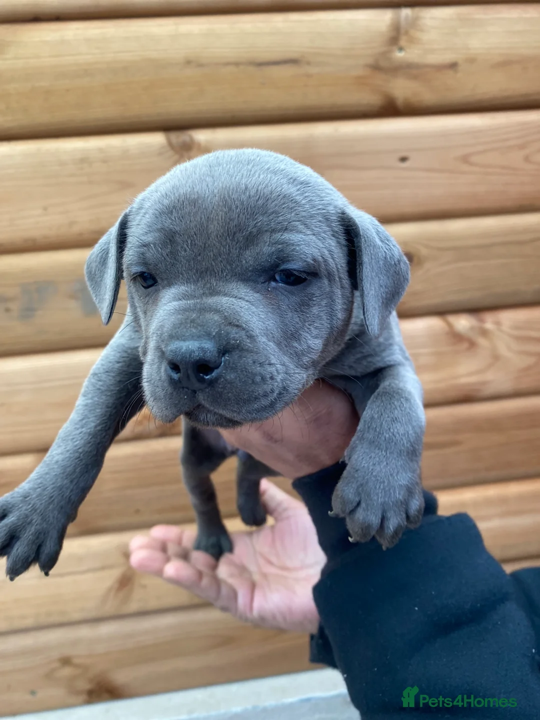 Staffordshire Bull Terrier dogs for sale: 🐾🐾SBT puppies for sale 🐶🐶 - Advert 7