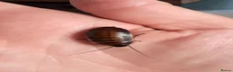 Cockroaches invertebrates for sale: Madagascan hissing roach nymphs.  in Wigan - Advert 2