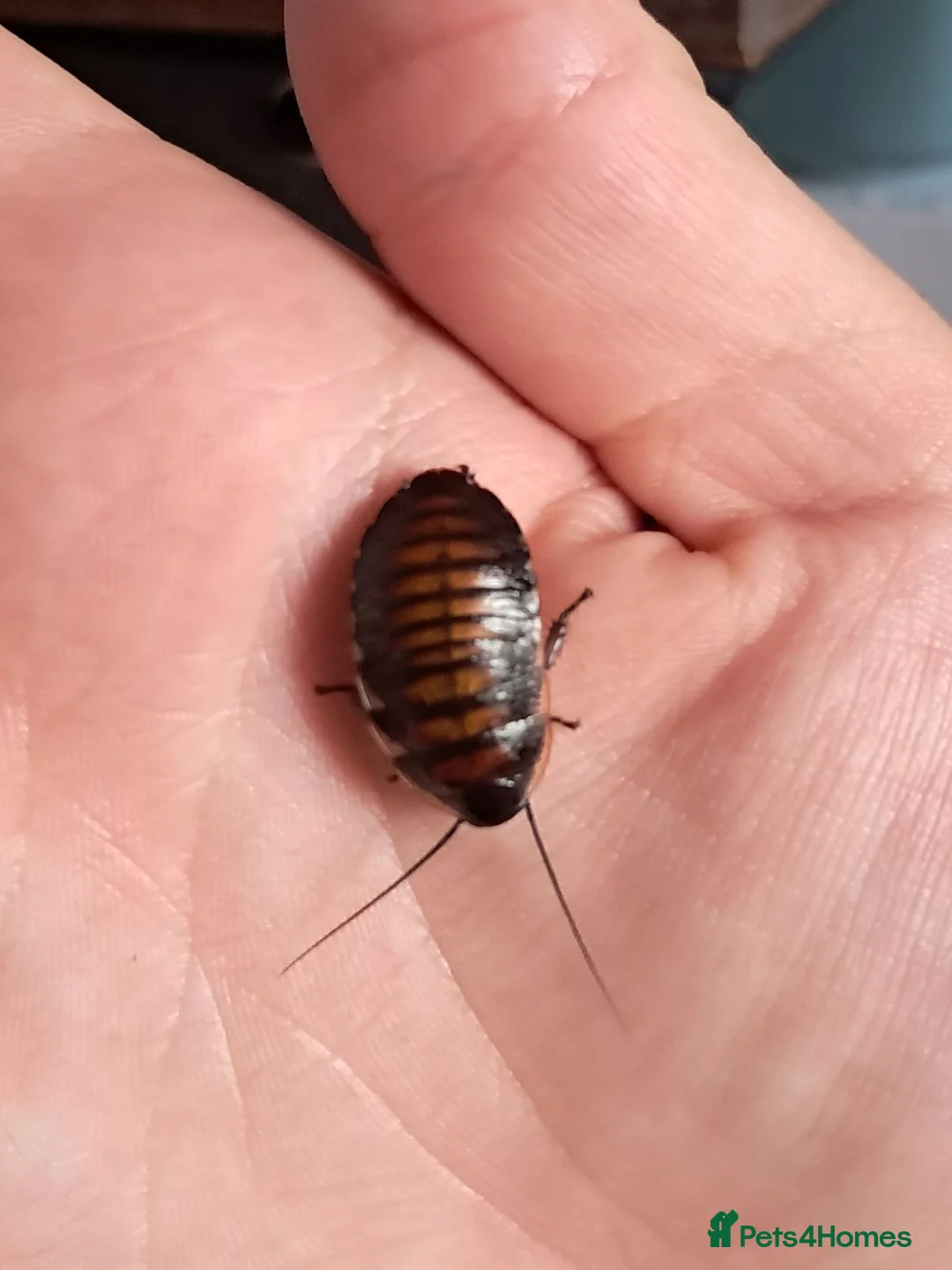 Cockroaches invertebrates for sale: Madagascan hissing roach nymphs.  in Wigan - Advert 2