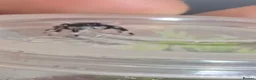 Spiders invertebrates for sale: Phidippus Regius Florida Everglades - Advert 24