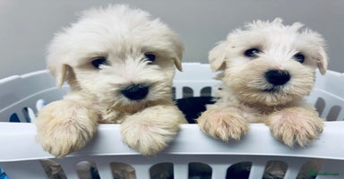 Miniature Schnauzer dogs - Advert 14