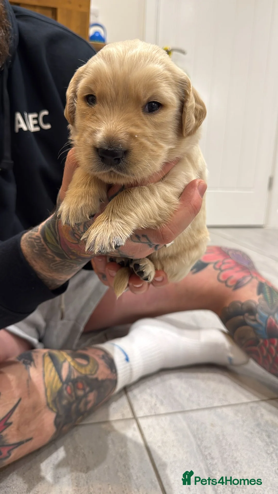 Goldador dogs for sale: Exceptional Goldadoor puppies! - Advert 16