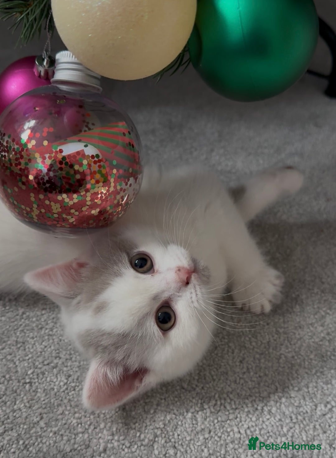 British Shorthair cats for sale: Registered British short hair babies available  - Advert 6