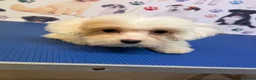 Maltipoo dogs for sale: Rare Red Parti and Biscuit Maltipoo Puppies - Advert 26