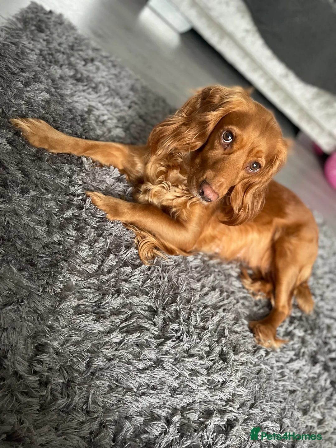 Cocker Spaniel dogs for sale: Beautiful KC Reg. Working Cocker Spaniels  - Advert 1