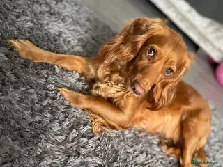 Cocker Spaniel dogs Beautiful KC Reg. Working Cocker Spaniels - Advert 1