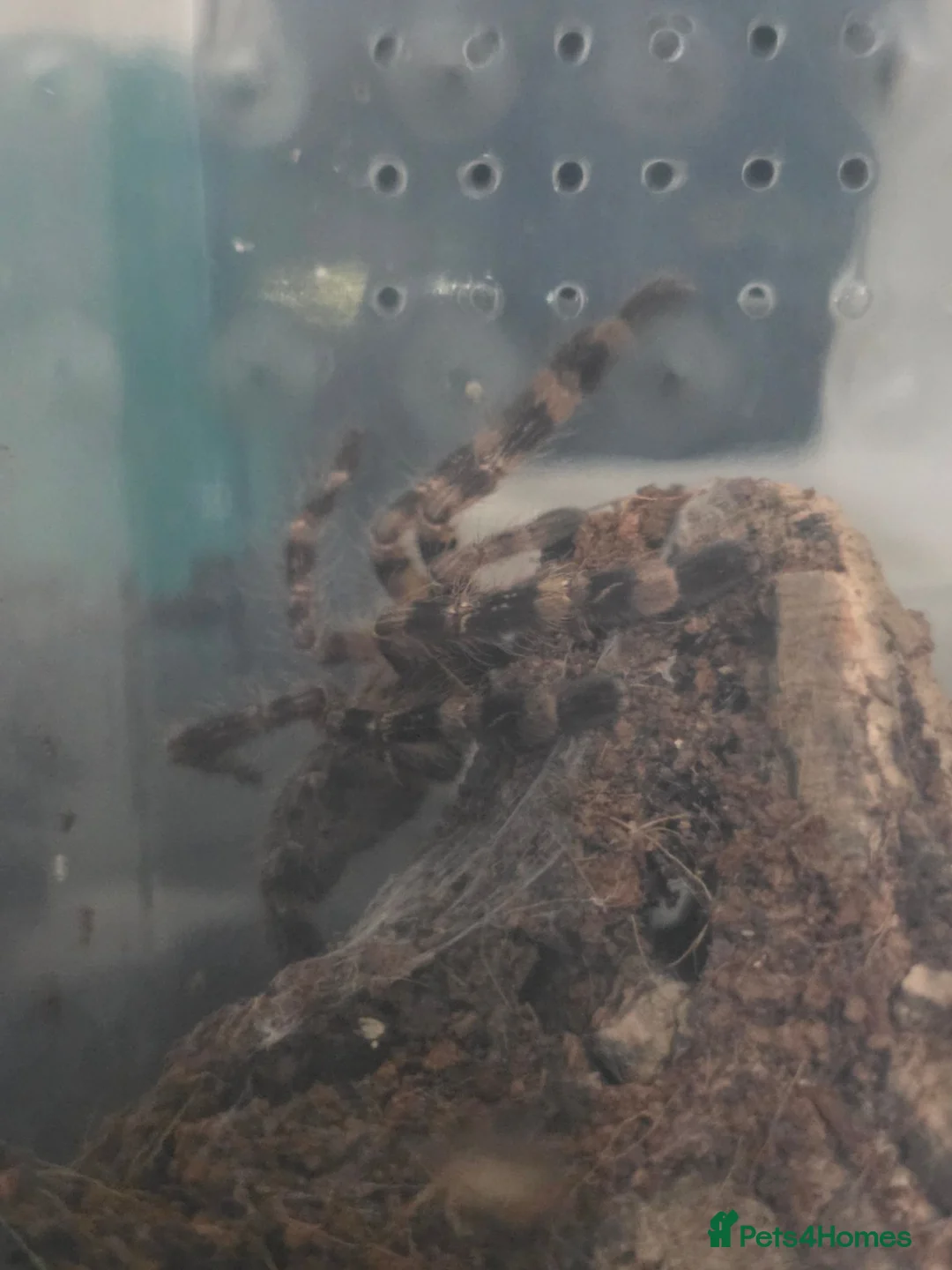 Tarantulas invertebrates for sale: Two Ornamentals Tarantulas - Advert 2