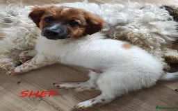 Jack Russell dogs for sale: JACK RUSSEL X PUPPIES ONLY 1 LEFT - Image 1