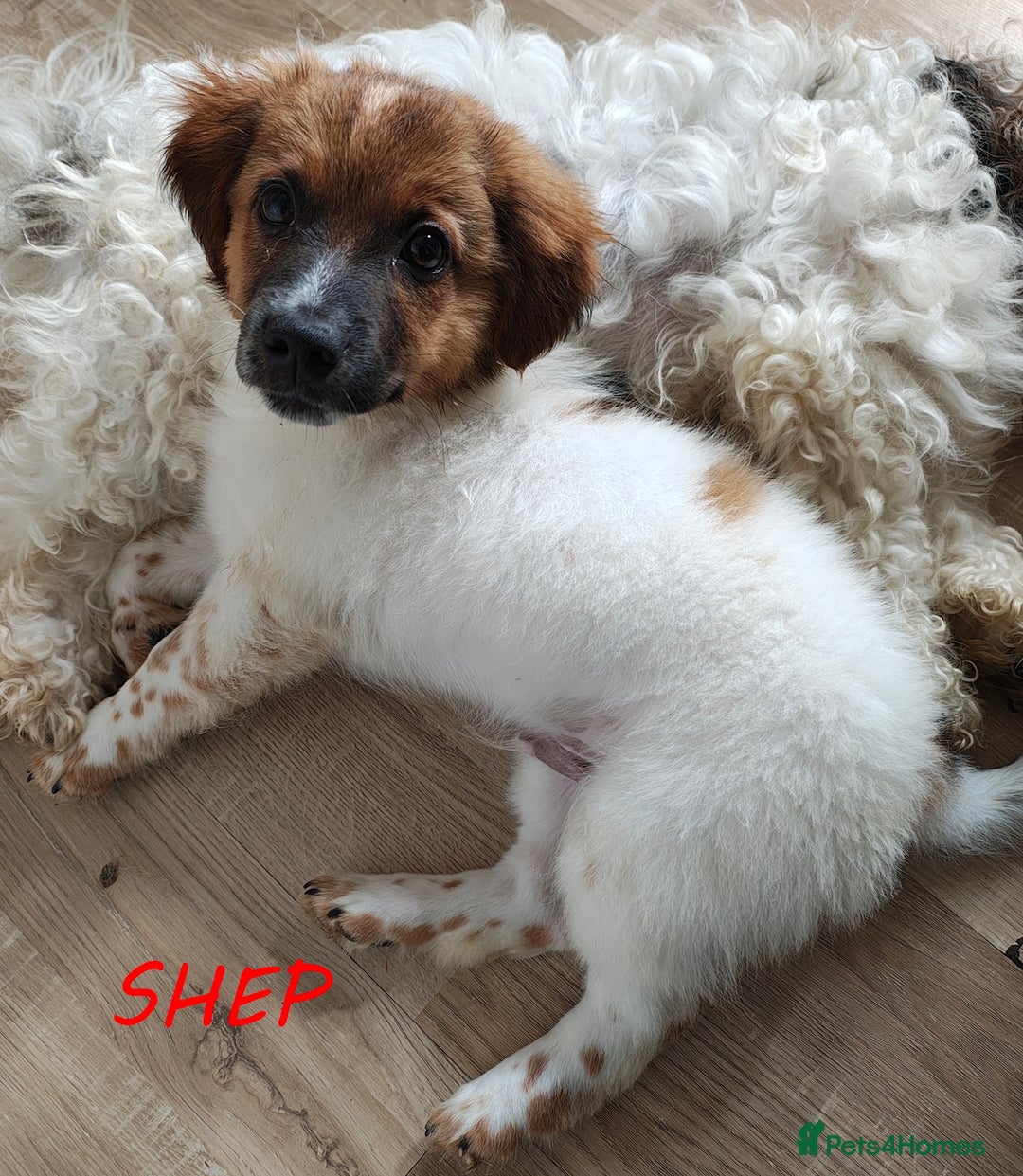 Jack Russell dogs for sale: JACK RUSSEL X PUPPIES ONLY 1 LEFT - Image 1