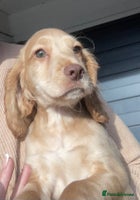 Cocker Spaniel dogs - Advert 16