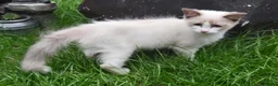 Ragdoll cats for sale: RAGDOLL BICOLOUR GIRL BLUE EYES READY NOW  - Advert 13