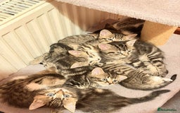 Mixed Breed cats for sale: Tabby Kittens for Sale  - Image 5