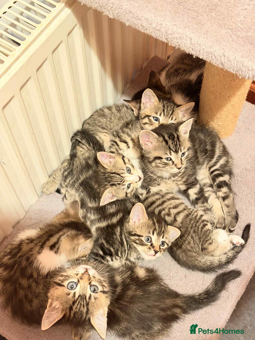 Mixed Breed cats for sale: Tabby Kittens for Sale  - Image 5