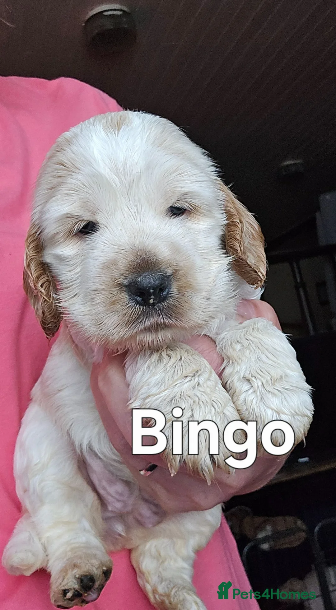 Cocker Spaniel dogs for sale: 3 Stunning kc reg Show Cockers in Workington - Advert 13