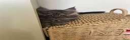 Maine Coon cats for sale: 2 tica Maine coones ready 12th of June  - Advert 11