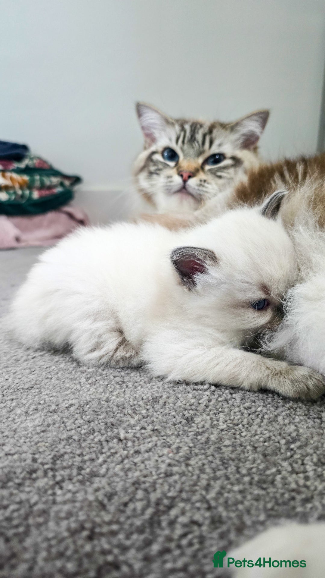 Ragdoll cats for sale: Beautiful kittens looking for their forever home - Image 8