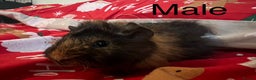 Guinea Pig rodents for sale: Mixed baby guinea pigs  - Advert 3