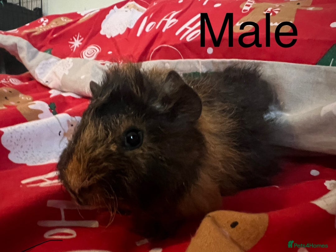 Guinea Pig rodents for sale: Mixed baby guinea pigs  - Advert 3
